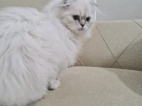 Oğlum Yeni yuvasını arıyor scottish fold