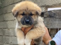 Akita Bebekler