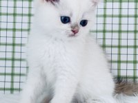 British shorthair erkek yavru ny1233, safkan