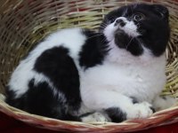 Dişi Marjinal Renk Scottish Fold Çok güzel yüz hatları