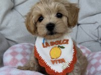 BİBLO MALTİPOO YAVRULARI