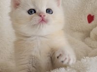 Minik kartopu görünümlü golden british shorthair yavrumuz