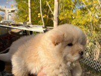 SAFKAN CHOW CHOW YAVRULARI ÇİN ASLANI