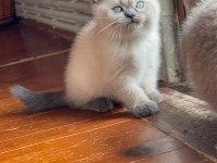 SAFKAN ORJİNAL BLUE POİNT SCOTTİSH FOLD BEBEKLER
