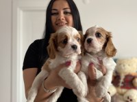 Cavalier King Charles Yavrularım