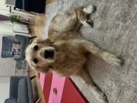 4 yaşında köpeğimiz adı ayran, sahiplendirmek istiyoruz
