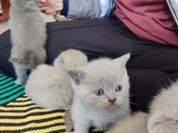 Kedilerimiz hakkında bilgi için yazabilirsiniz