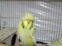KONUŞTURMALIK RENK GÜZELİ SHOW JUMBO MUHABBET KUŞLAR