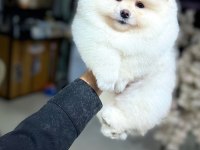 Gülen yüz pomeranian boo