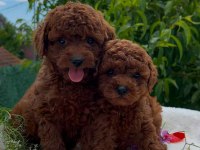 MUHTEŞEM KALİTE ORJİNAL TEACUP RED POODLE YAVRULAR