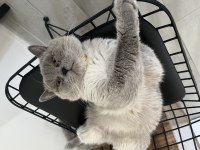British Shorthair Kedimize Yeni Yuva Arıyoruz