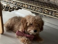 A Class MALTİPOO yavrular