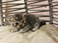 British Shorthair Yavru Kedilerimiz Yeni Evlerini Arıyor