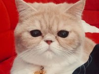 EV KEDİMİZ YAVRUSU İLE SAHİPLENDİRİLECEK