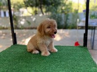 Maltipoo Güzellikler Mama Karşılığında Verilecektir