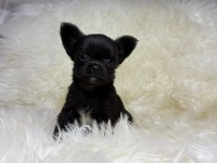 TEACUP MİCRO BOY ŞİVAVA BEBEKLER