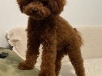 Sevgi ile bakılan toy ve teacup (bardak) boy poodle