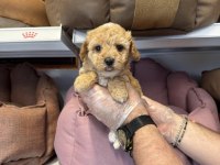 Bebek yüzlü maltipoo yavrularımız