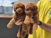 Ankaranın en kaliteli toy poodle yavruları
