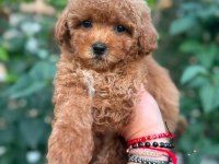 Mükemmel Güzellikteki Maltipoo Yavrularımız