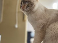 British blue point kedimiz sahiplendirilecektir