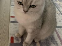 Erkek 1 buçuk yaşında british shorthair
