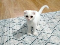 6 aylık sevimli scottish fold