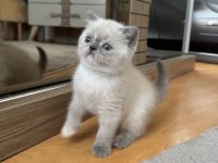 British shorthair blue point safkan bebekler
