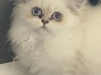 Golden blue point british longhair