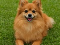 Pomeranian spitz 5 haftalık