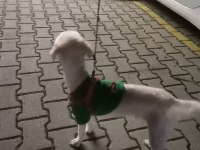 Sahiplendirilecek toy poodle