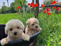 F2 Maltipoo Yavruları