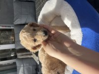 Dev poodle yavrularımız
