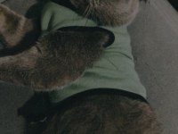 Oğluma british shorthair eş arıyorum