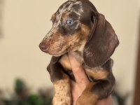 MAVİ GÖZLÜ ÖZEL DACHSHUND CHOCO MERLE