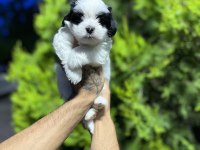 Özel Renk Safkan Morkie Yavrularımız Hazır