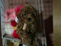 Toy poodle yavrularımız
