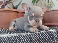 French Bulldog Bebek Köpekler