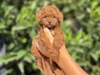 Mersinin En Seçkin Toy Poodle Yavruları