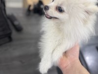 Erkek yavru pomeranian
