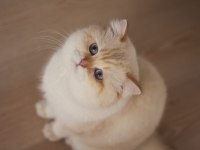 Safkan şampiyon şecereli british longhair