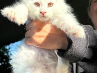 saf kan xl beyaz aslan maine coon yavruları