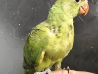 Pakistan papağanı el besleme