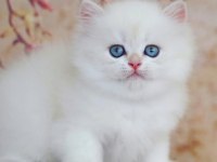 Uzun Tüylü Mavi Göz ns1133 British Longhair