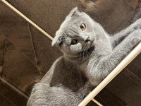 Scottish fold 4 aylık yavrumuz