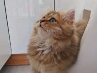 Çok sevecen Golden black british longhair 4 aylık yavru