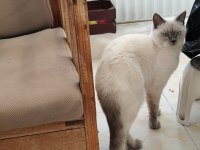 SECERELİ BABA, SAF KAN ANNEDEN BRITISH SHORTHAIR