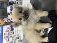 TİLKİ SURATLI POMERANİAN BOO