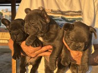 Kaliteli Kan Hattına Sahip French Bulldog Yavruları