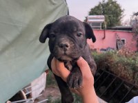 Güzel french bulldog yavrularımız